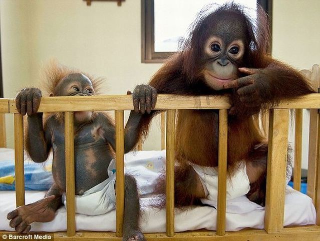 Welcome to the world's only orang-utan hospital (11 фото)