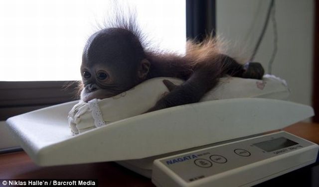 Welcome to the world's only orang-utan hospital (11 фото)