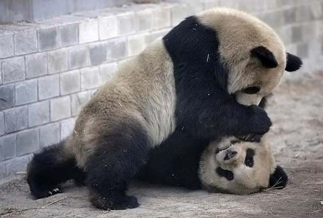 These funny animals (42 pics)