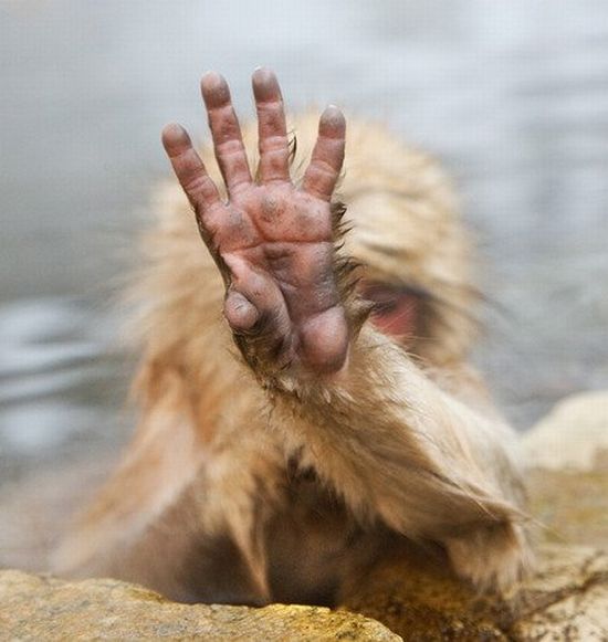 These funny animals (42 pics)
