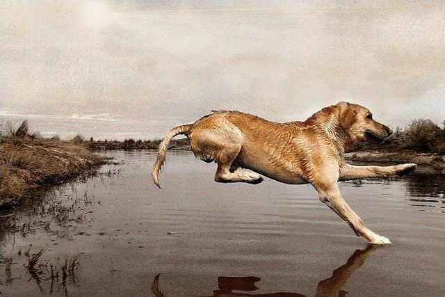 These funny animals (42 pics)