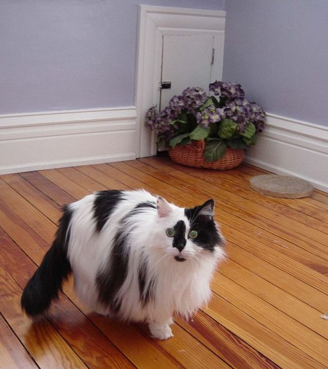 These funny animals (42 pics)
