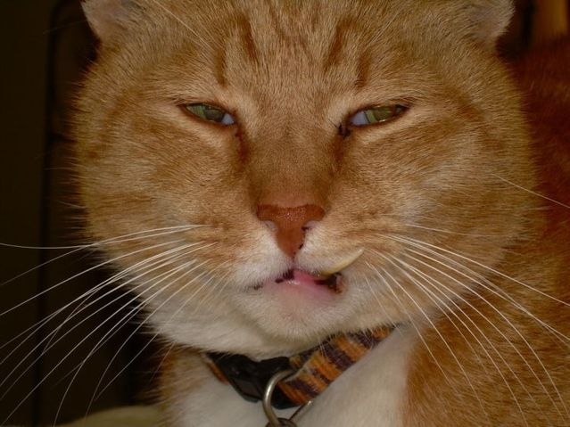 These funny animals (42 pics)