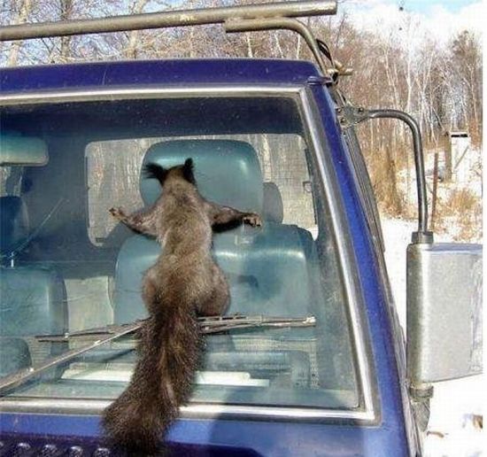 These funny animals (42 pics)