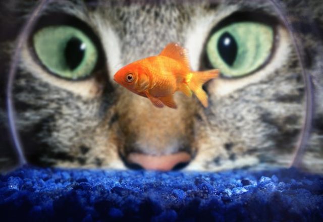 These funny animals (42 pics)