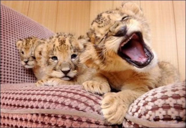 These funny animals (42 pics)