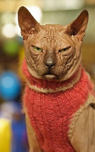 These funny animals (42 pics)