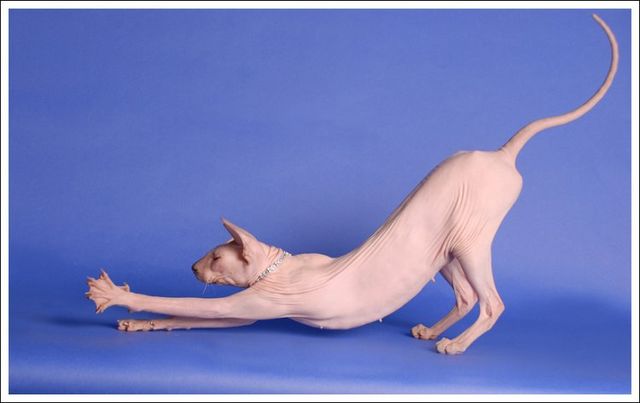 These funny animals (42 pics)