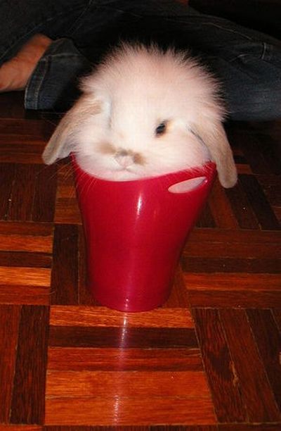 These funny animals (42 pics)