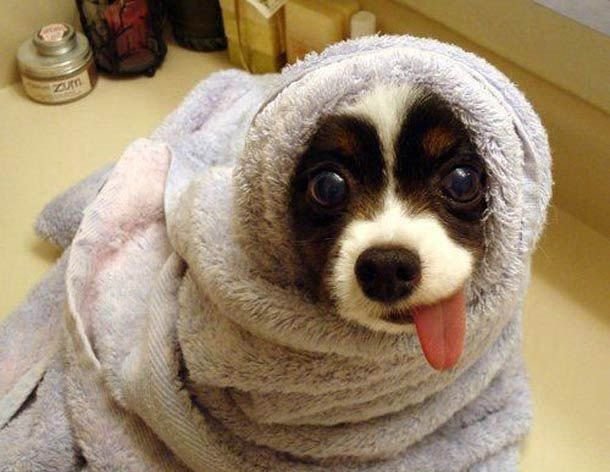 These funny animals (42 pics)