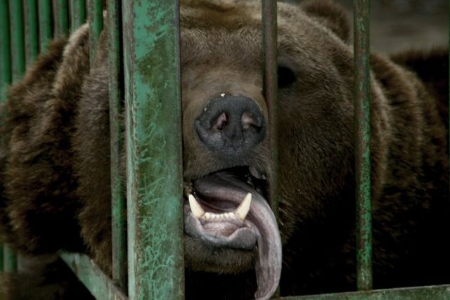 These funny animals (42 pics)