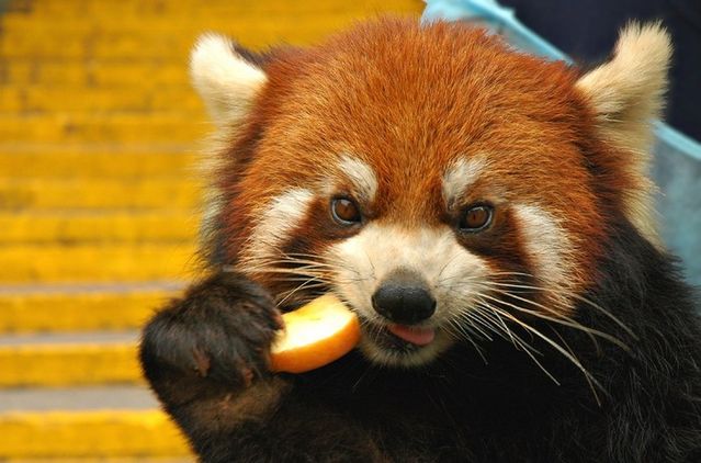 These funny animals (42 pics)