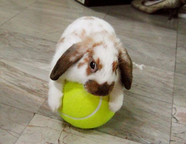 These funny animals (42 pics)