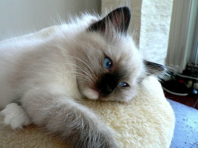 These funny animals (42 pics)