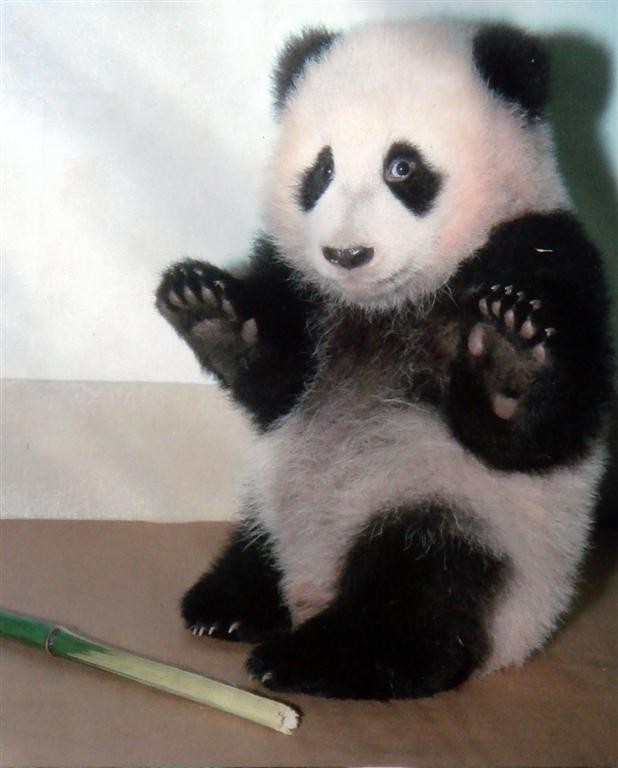 These funny animals (42 pics)