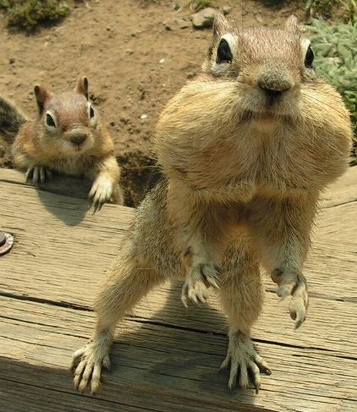 These funny animals (42 pics)