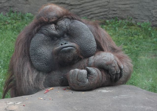 These funny animals (42 pics)