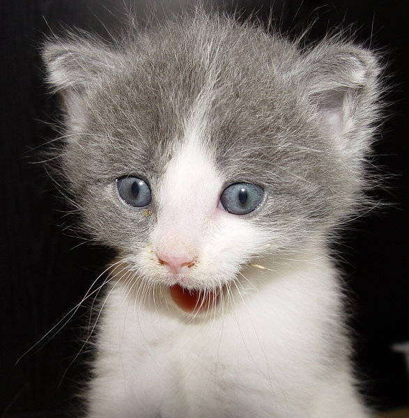 These funny animals (42 pics)