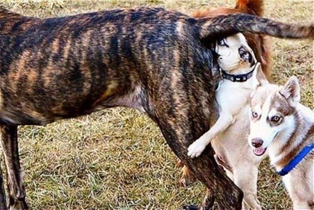 These funny animals (42 pics)