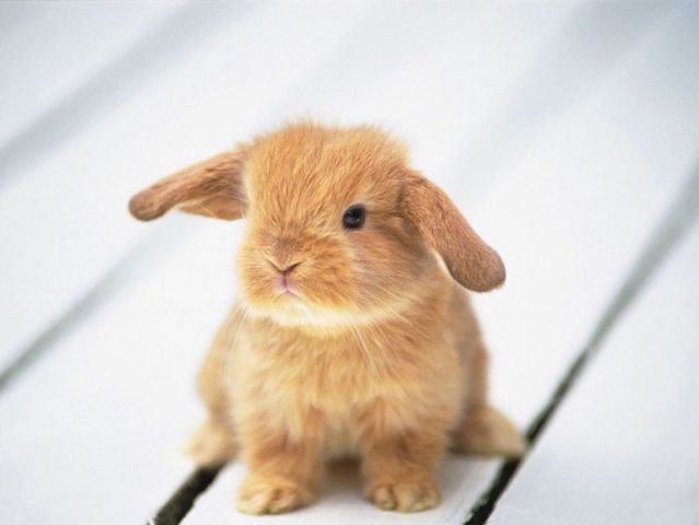 These funny animals (42 pics)