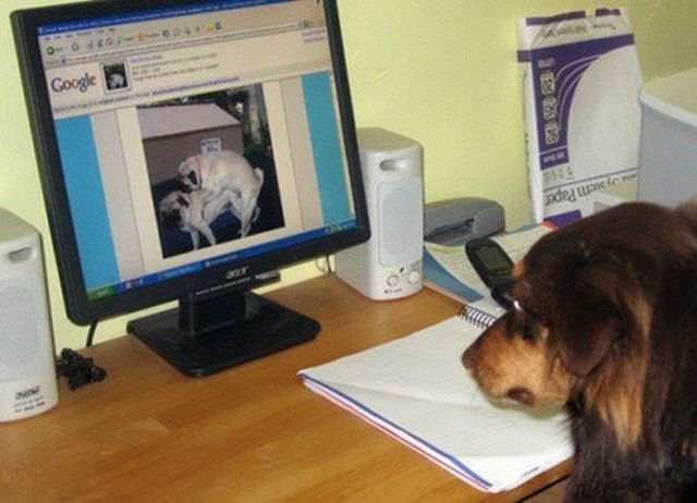 These funny animals (42 pics)