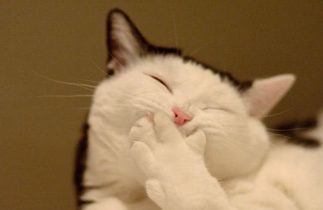 These funny animals (42 pics)