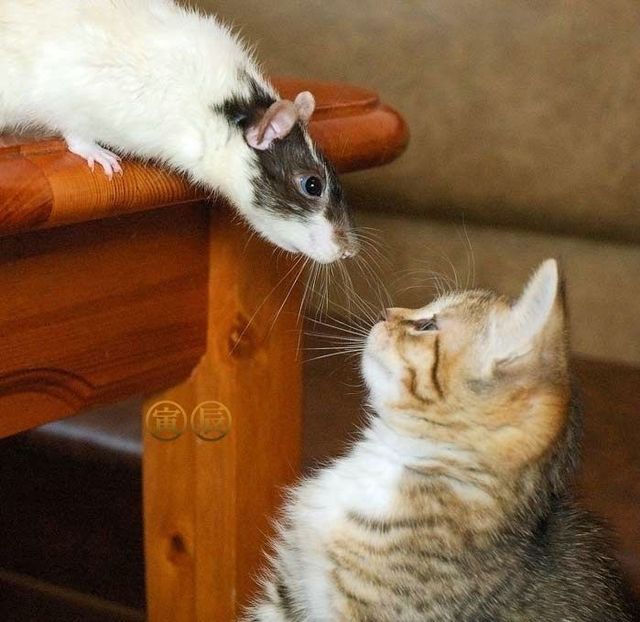 These funny animals (42 pics)