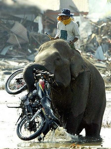 These funny animals (42 pics)