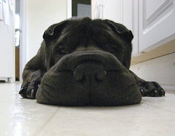 These funny animals (42 pics)