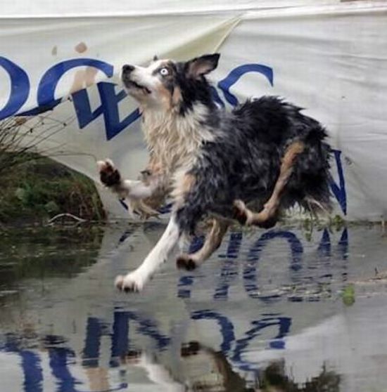 These funny animals (42 pics)