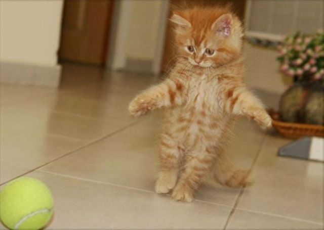 These funny animals (42 pics)