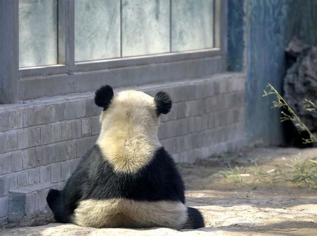 These funny animals (42 pics)