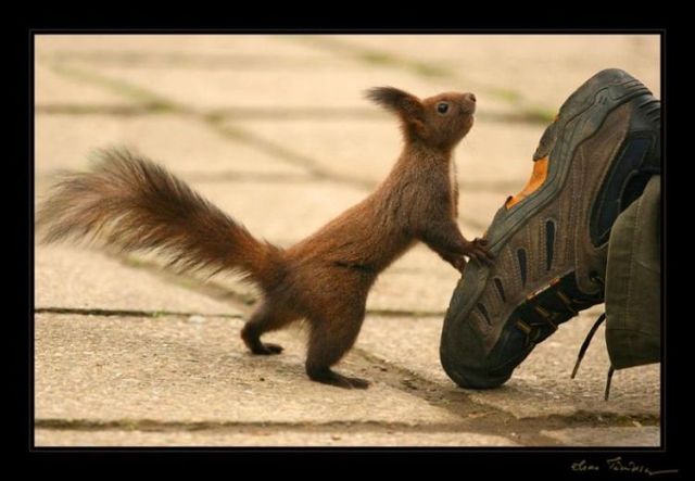 These funny animals (42 pics)