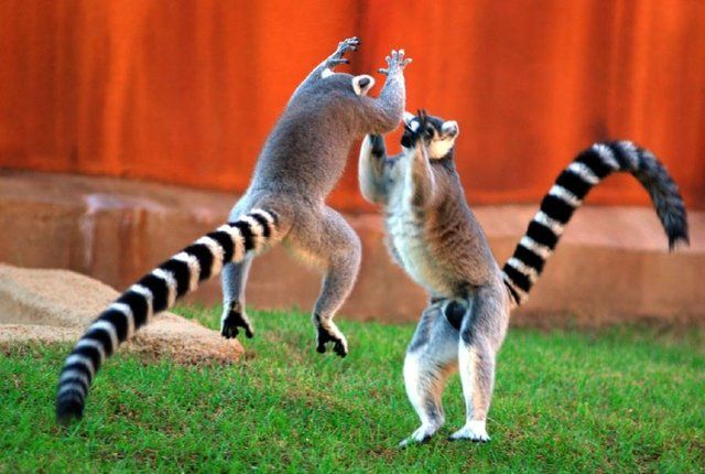 These funny animals (42 pics)