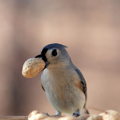 These funny animals (42 pics)