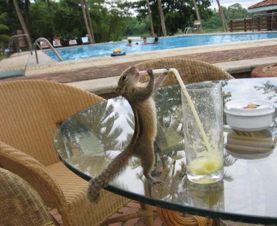 These funny animals (42 pics)