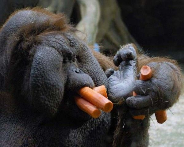 These funny animals (42 pics)