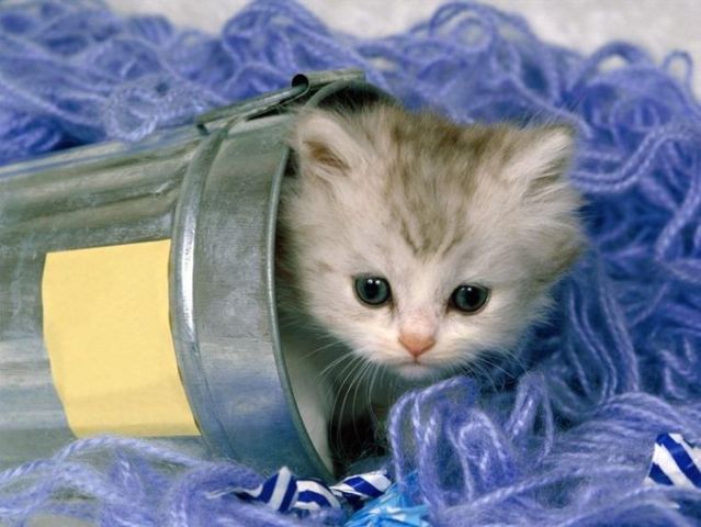 These funny animals (42 pics)