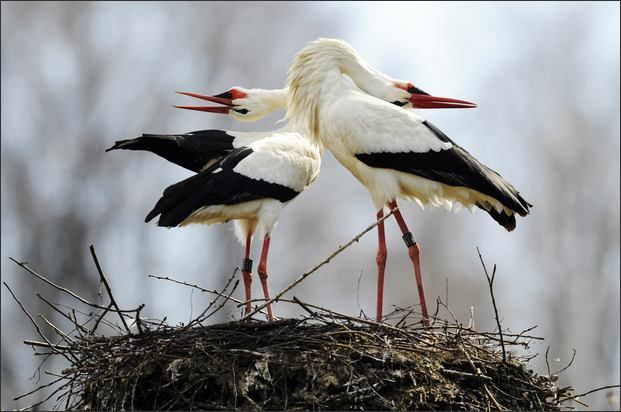 These funny animals (42 pics)