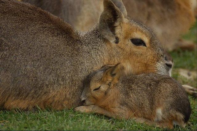These funny animals (42 pics)