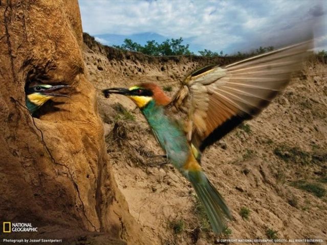 Best pictures from National Geographic (32 photos)
