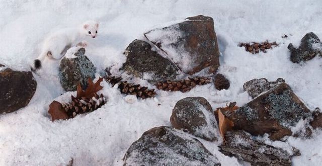Natural camouflage (20 pics)