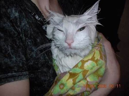 Bath time for cats (34 pics)