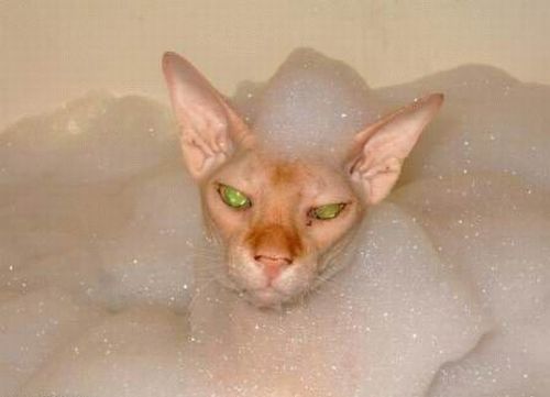 Bath time for cats (34 pics)