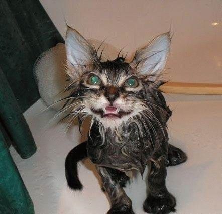 Bath time for cats (34 pics)