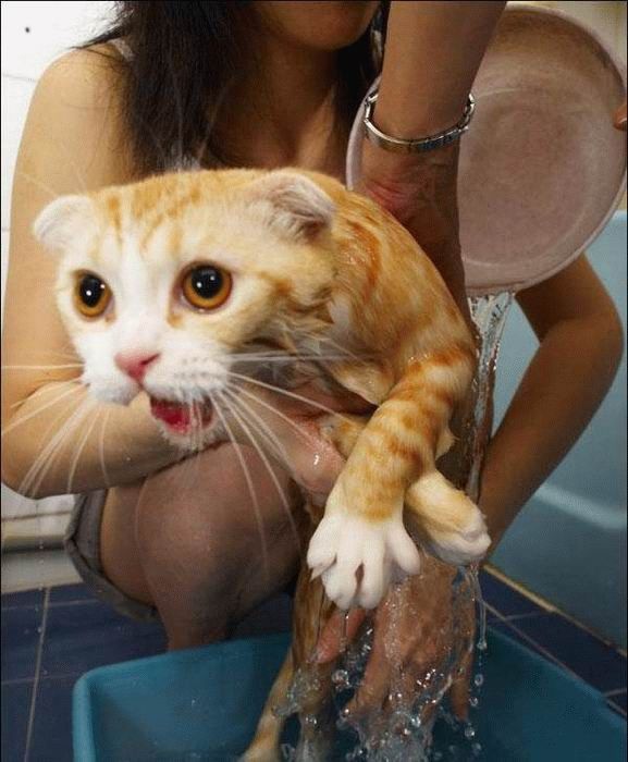 Bath time for cats (34 pics)