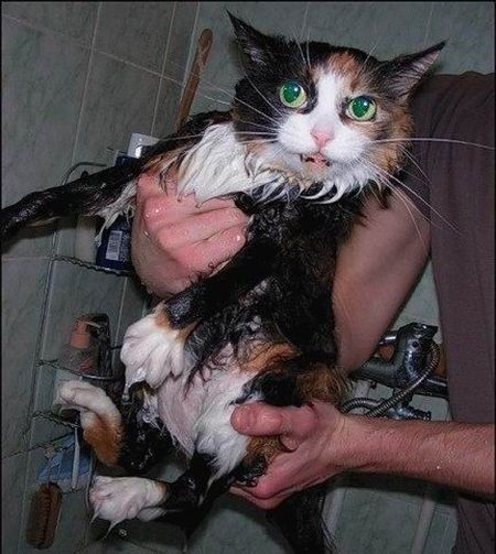 Bath time for cats (34 pics)