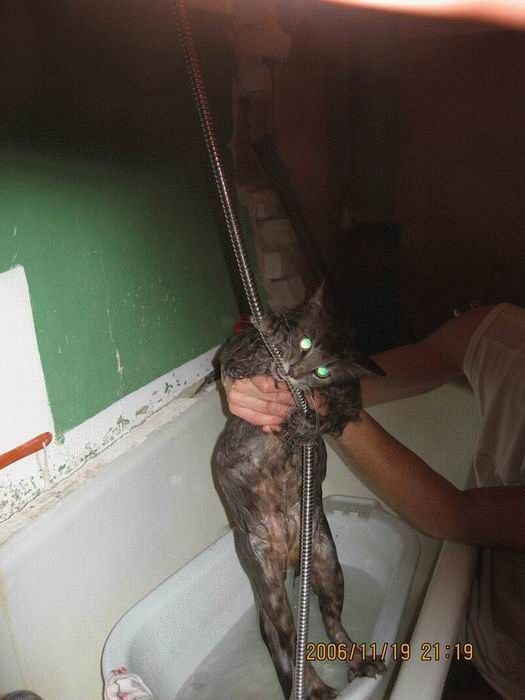 Bath time for cats (34 pics)