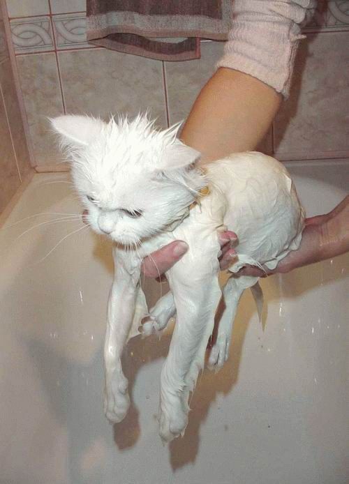Bath time for cats (34 pics)