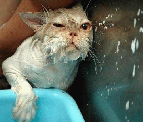 Bath time for cats (34 pics)